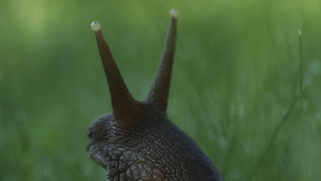 snail in grass