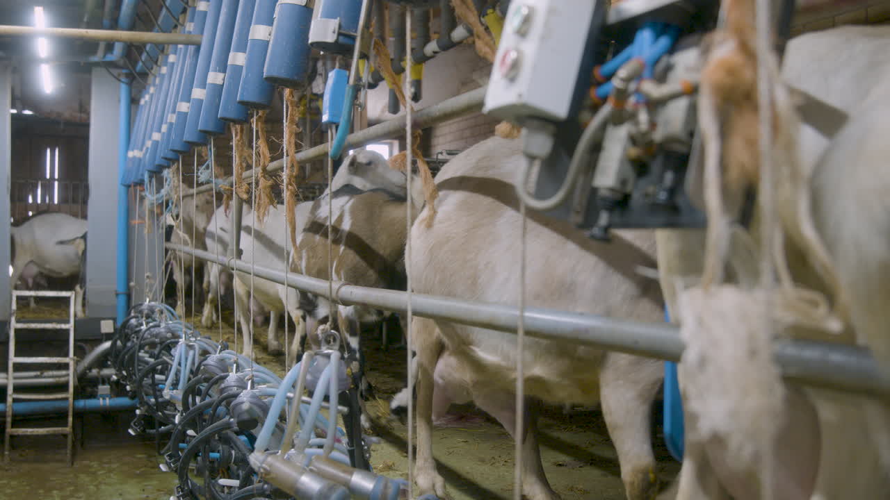 Goats walking through a gangway towards their milking stations
