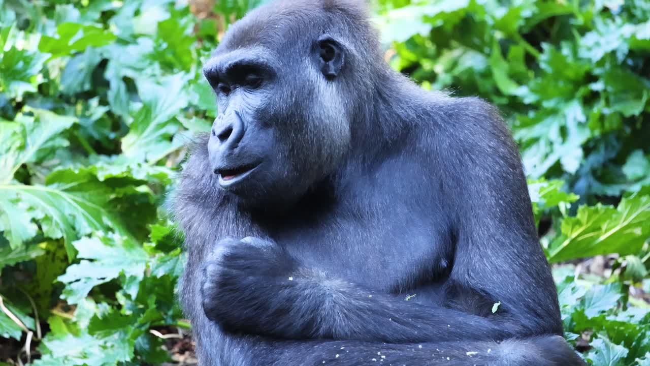 gorila comiendo hojas en un entorno exuberante