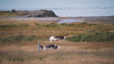 group of reindeer grazing in highland grassland on sea coast, iceland