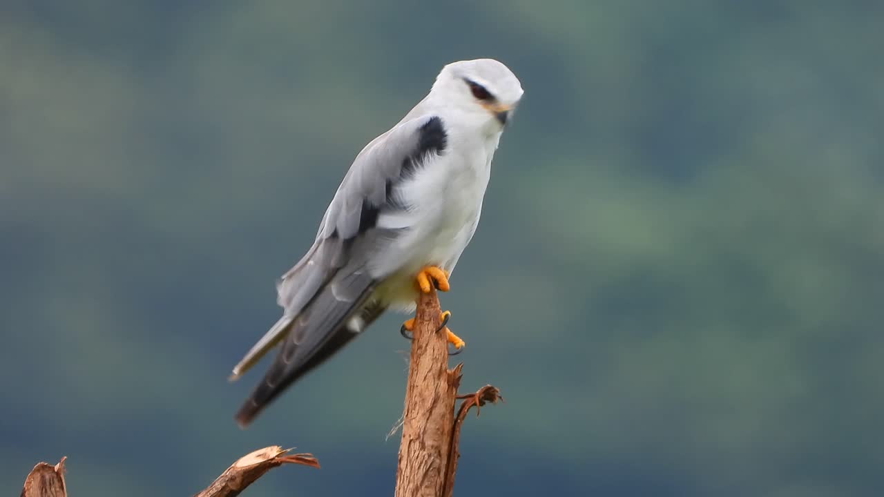 cometa de alas negras esperando orar