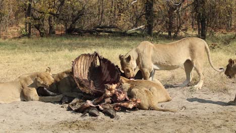 wide shot of a pride of lions feeding on the leftovers of a buffalo carcass, khwai botswana