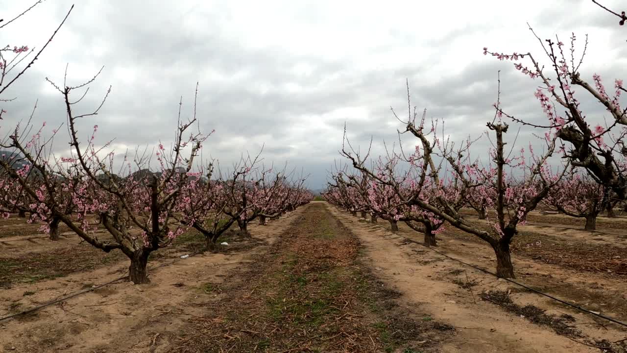 Campo di meli in piena fioritura a La Macetúa, Spagna.
