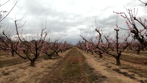 campo lleno de manzanos en flor en la macetúa, españa
