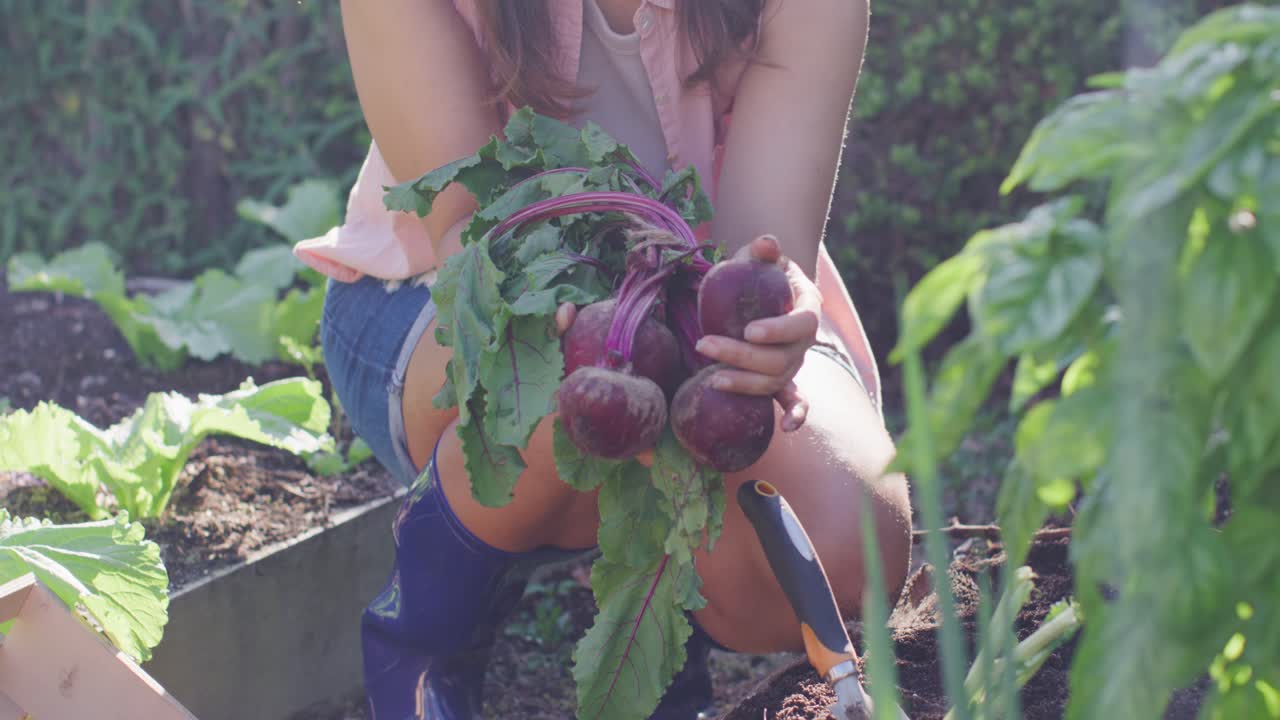 Woman of African descent kneeling at raised bed after pulling beets, inspecting roots near trowel