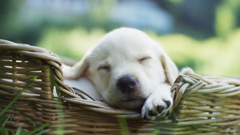 Close-up-view-of-a-cute-small-labrador-puppy-sleeping-in-a-basket-on-the-green-grass-in-the-park