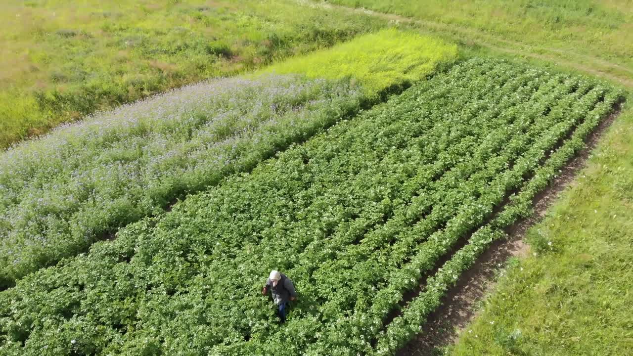 mujer granjera recogiendo escarabajo de colorado trabajando en un pequeño campo de patatas disparo en espiral aéreo