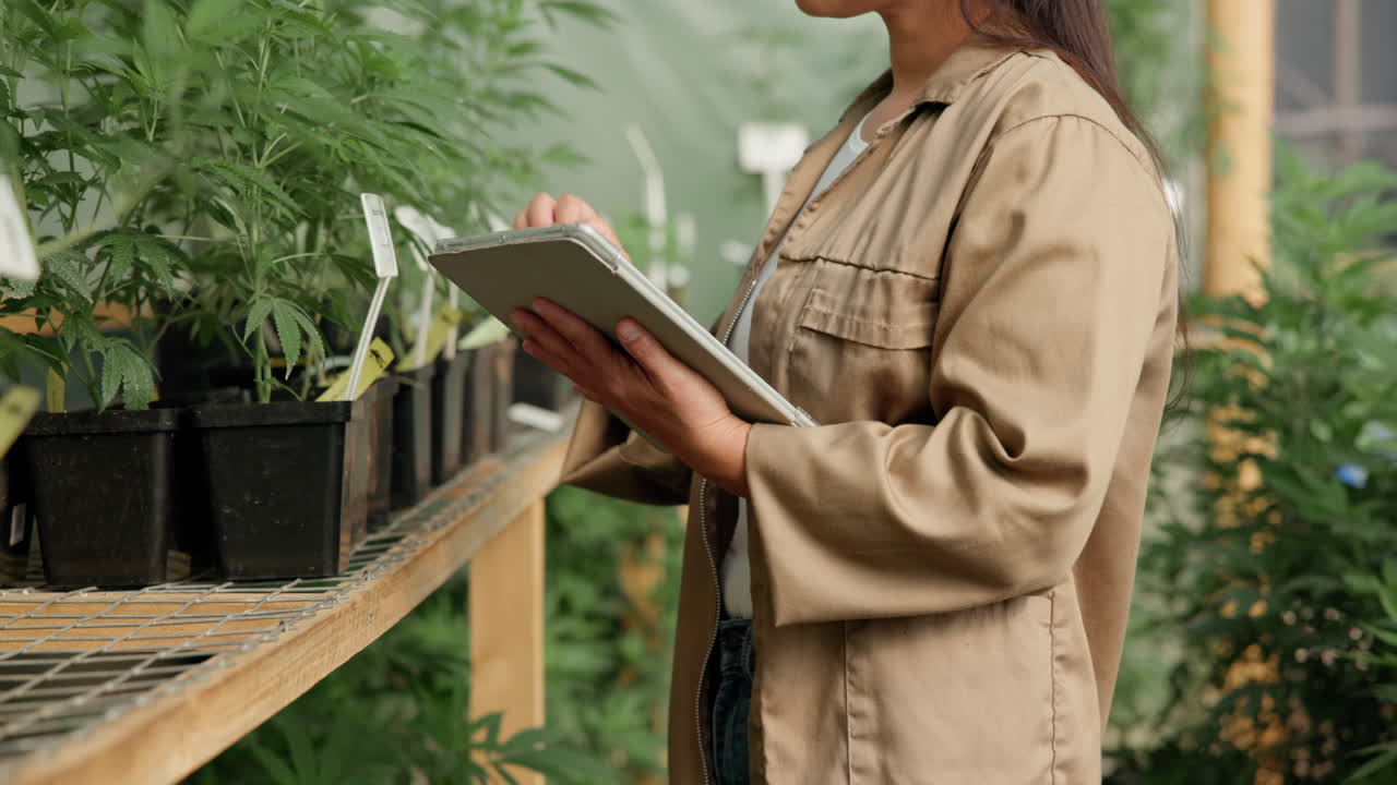 Inspecting Cannabis Plants in a Greenhouse