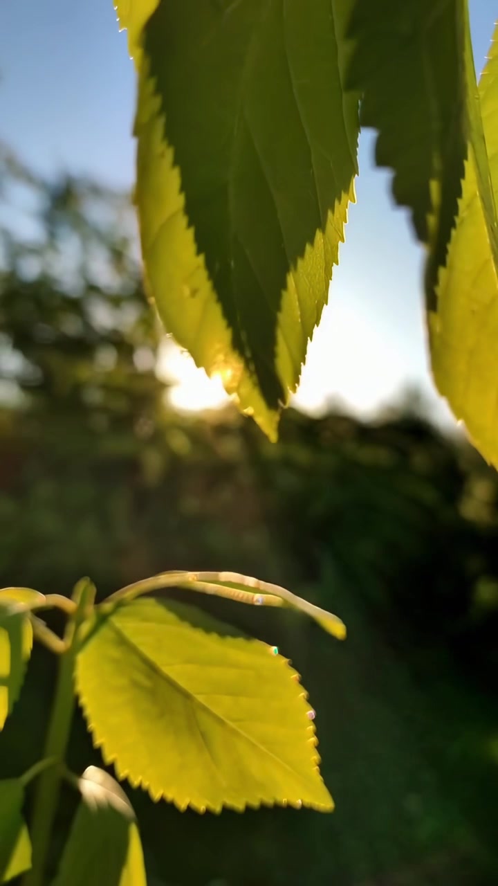 Sunlight Shining Through Green Leaves in Nature