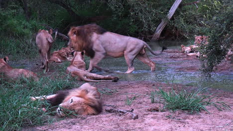 african lions pride avoiding water in wilderness of nature reserve