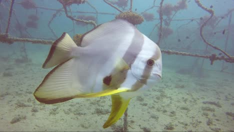 bat fish plays with camera in front of artificial eco coral reef