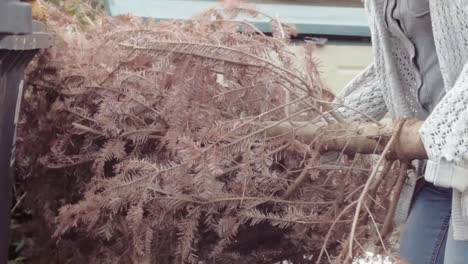 woman moving dead christmas tree for collection and recycling