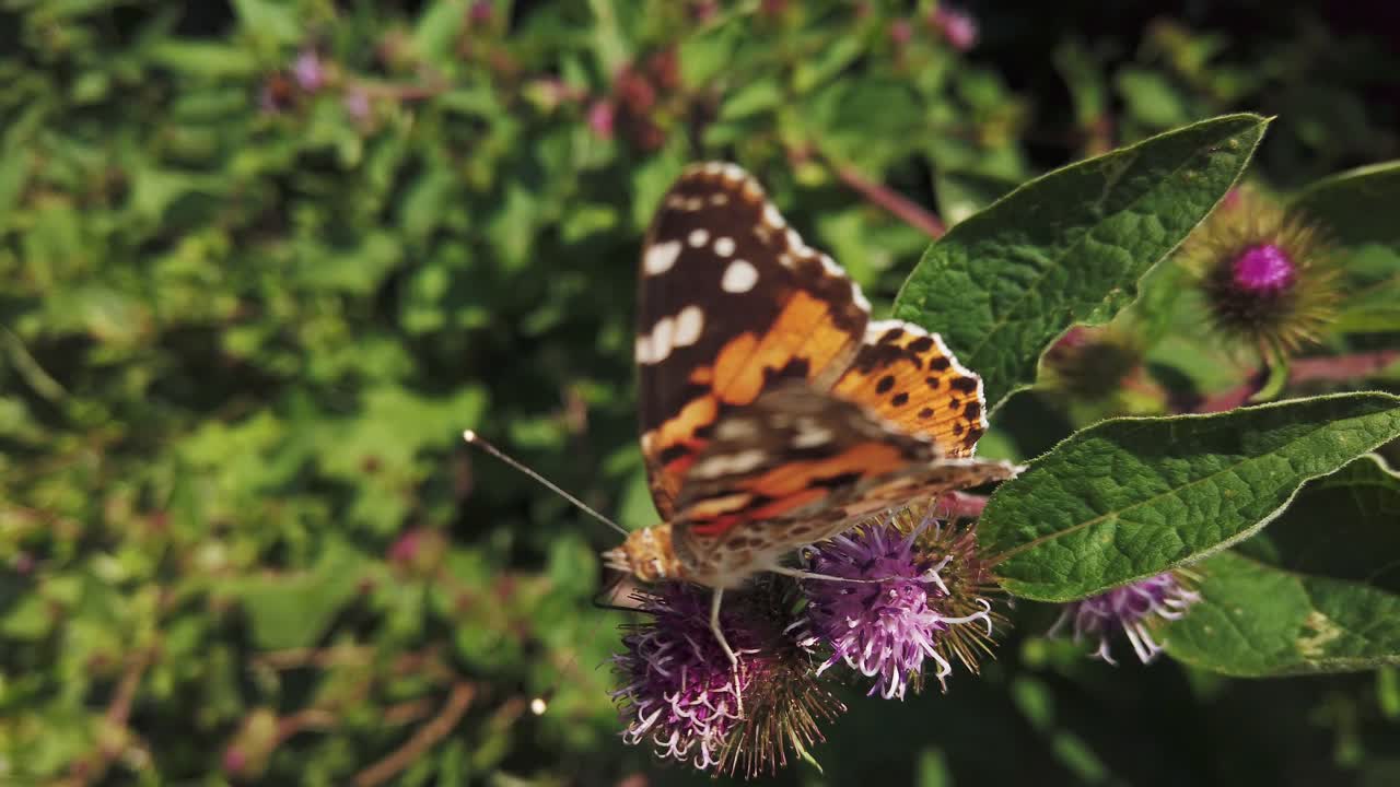 mariposa pintada, parte de la familia nymphalids, alimentándose de una flor de buddleia en un caluroso día de verano en escocia