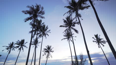 Palm-trees-in-Kep,-Cambodia