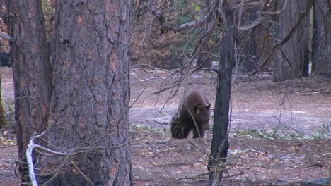 Un-Oso-Pardo-Etiquetado-Busca-Comida