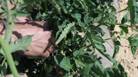 tomate verde en la agricultura