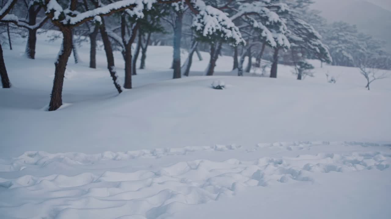 A serene winter landscape with snow-covered trees captured from a low-angle, evoking a tranquil