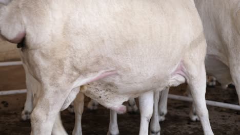 Jiggly-fat-bums-are-odd-genetic-feature-of-Van-Rooys-sheep-at-auction