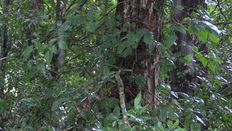 rain over oak and epiphyte cloud forest