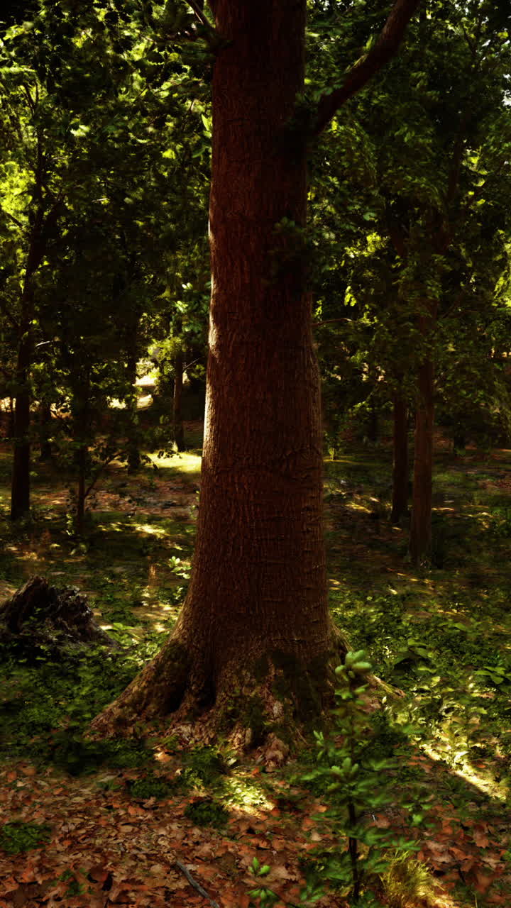 Sunlight Shining Through a Forest
