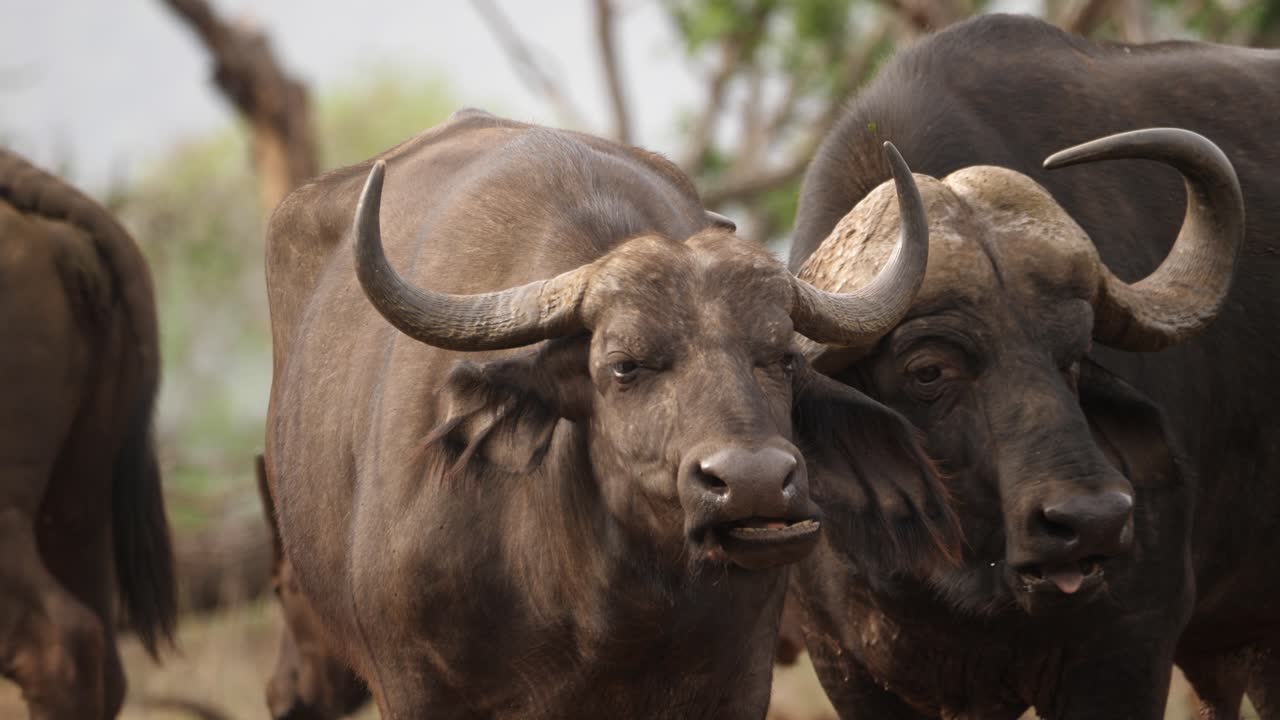 la vaca y el toro del búfalo del cabo africano mastican el alimento alimenticia pacíficamente bajo el sol de la tarde