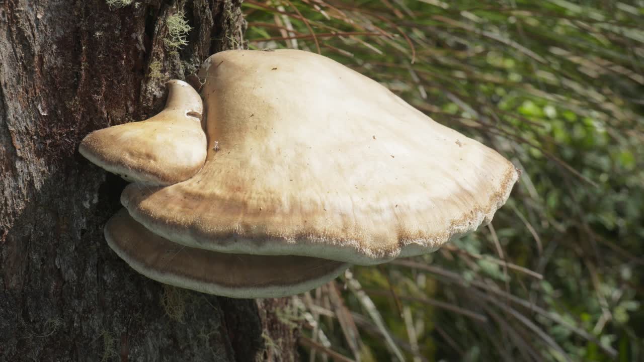 A large mushroom growing on the side of a tree, showcasing nature's fungi in a forest setting.