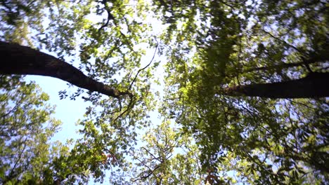 cinematic rotating movement below tall trees of the forest, under branches and leaves