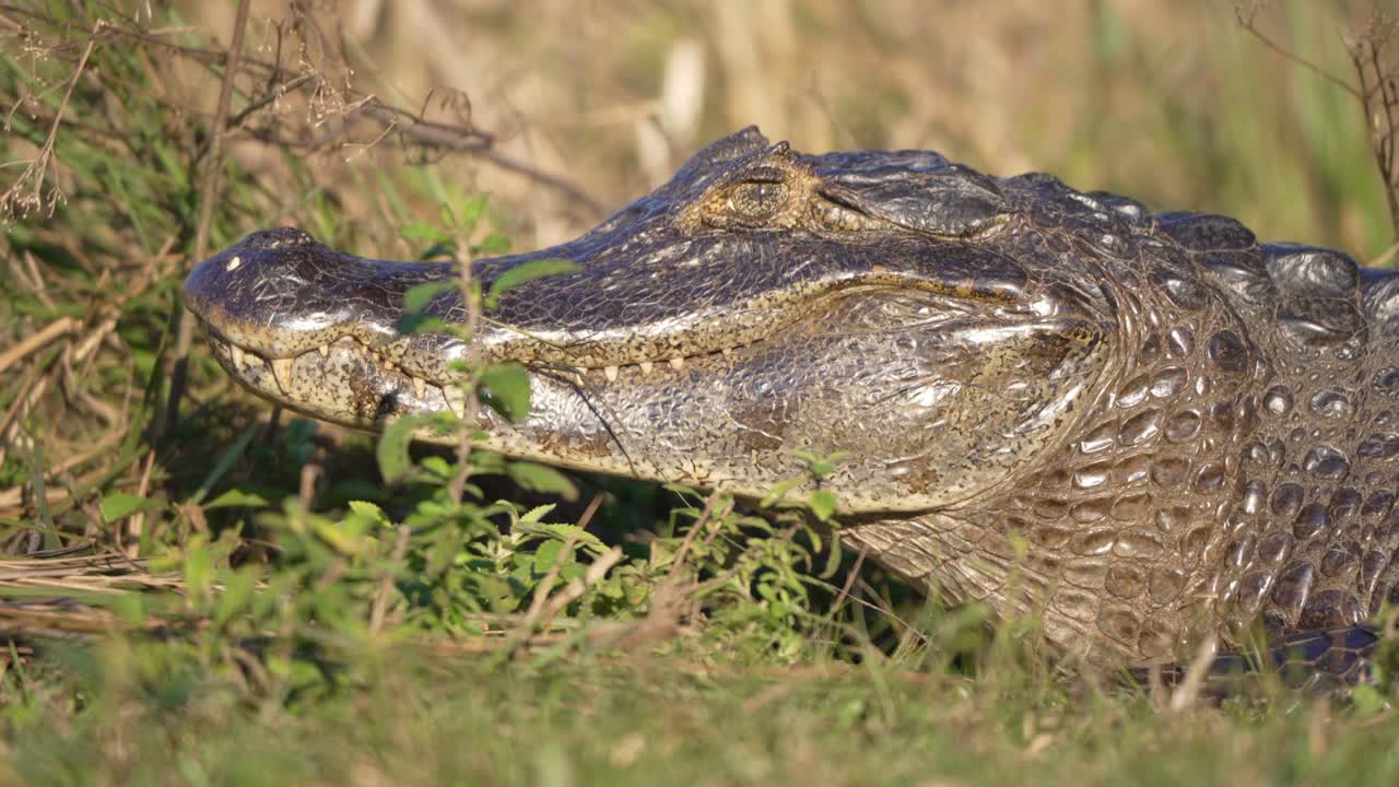 Head Of Yacare Caiman Basking In The Field On A Sunny Day In Summer. - closeup shot