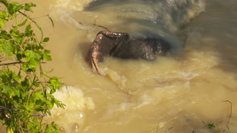 un elefante asiático juguetón chapoteando en un río fangoso