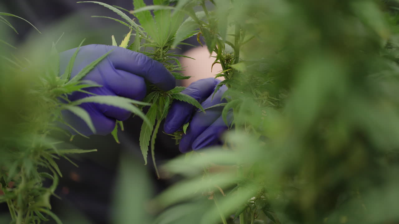 Women Defoliating cannabis plant in South East Colorado.