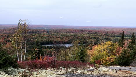 Static-landscape-shot-of-branches-on-a-small-tree-blowing-gently-in-the-wind-in-front-of-a-small-lake-on-an-autumn-day