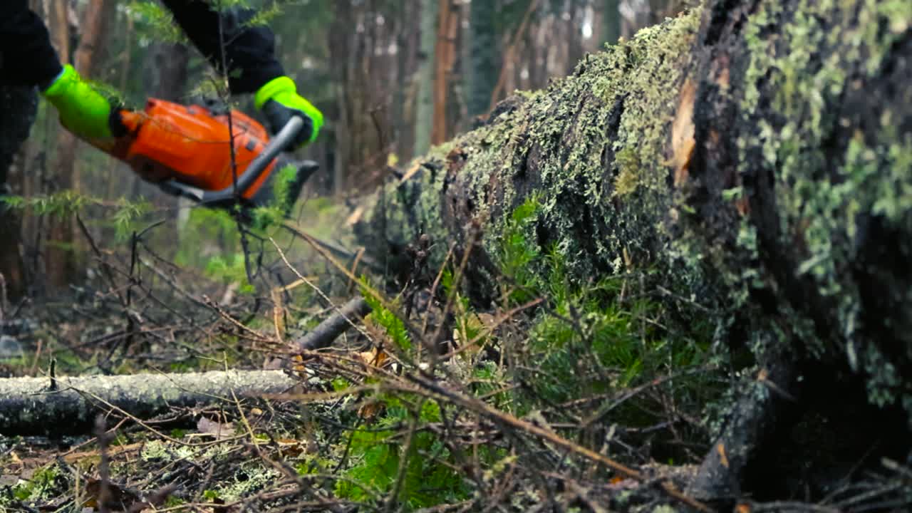 Low angle footage of a person with a chainsaw cutting of branches and twigs from a fallen big mossy tree log in a forest during day time in slow motion. Forest ground is green with moss and foliage.