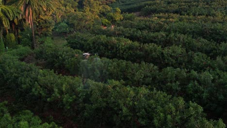 dji spray drone applying chemical to an orchard