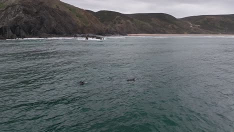 bottlenose dolphins swim and jump out of the water at the coast of portugal