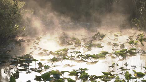 Lily-pads-on-lake-with-fog-in-early-morning-sunrise