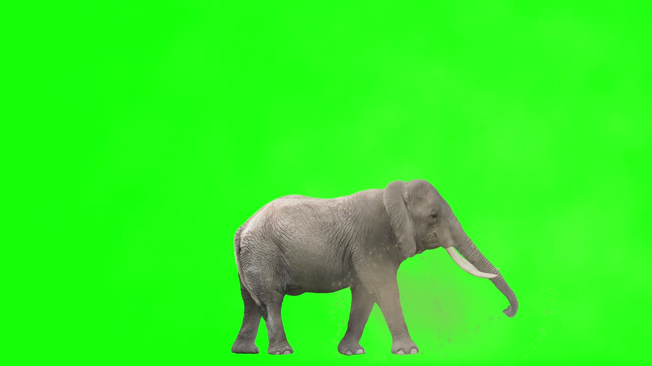 을 던지는 아프리카 코끼리