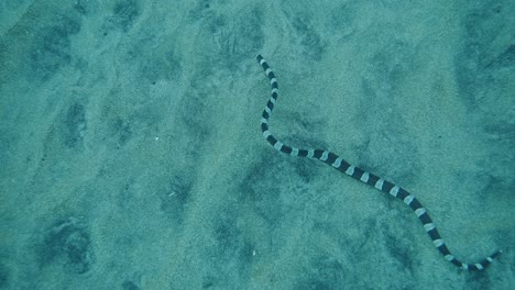 hungry sea krait hunting garden eels sticking head into opened hollows in sandy bottom in slow motion