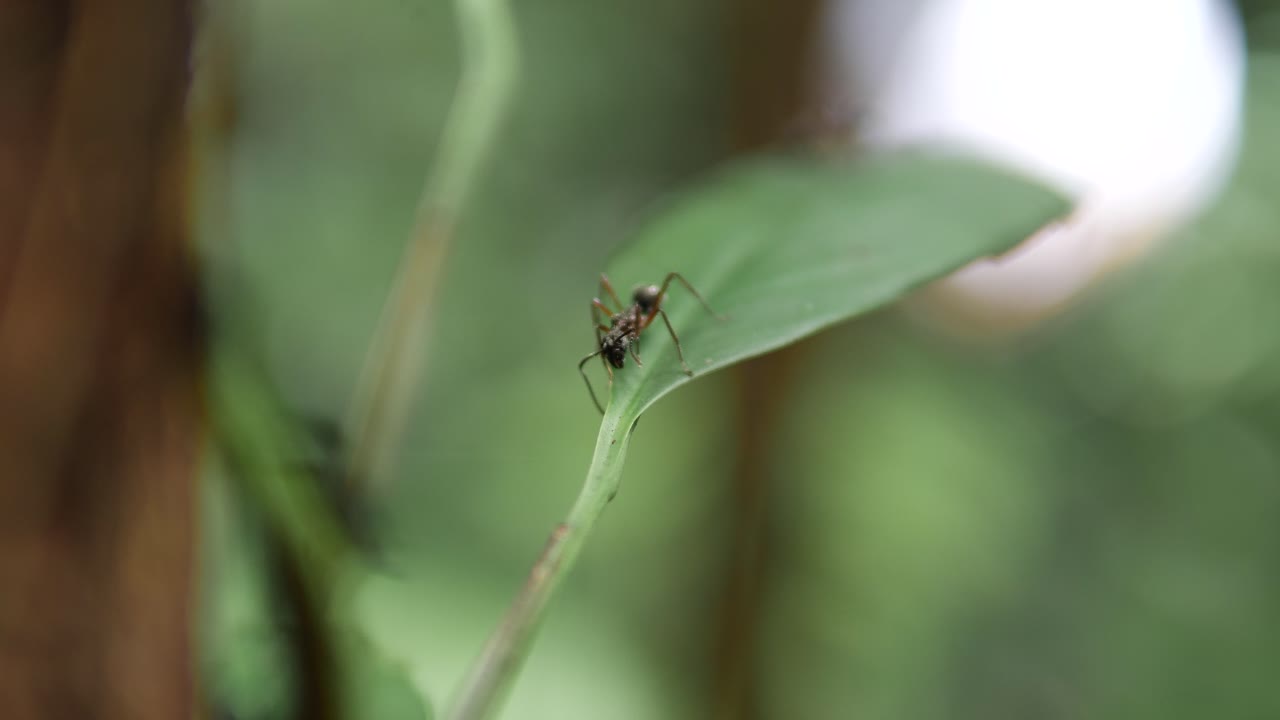 close-up of an ant walking on a vibrant green leaf in the Amazon Forest, with a beautifully blurred background emphasizing the motion and depth of the scene