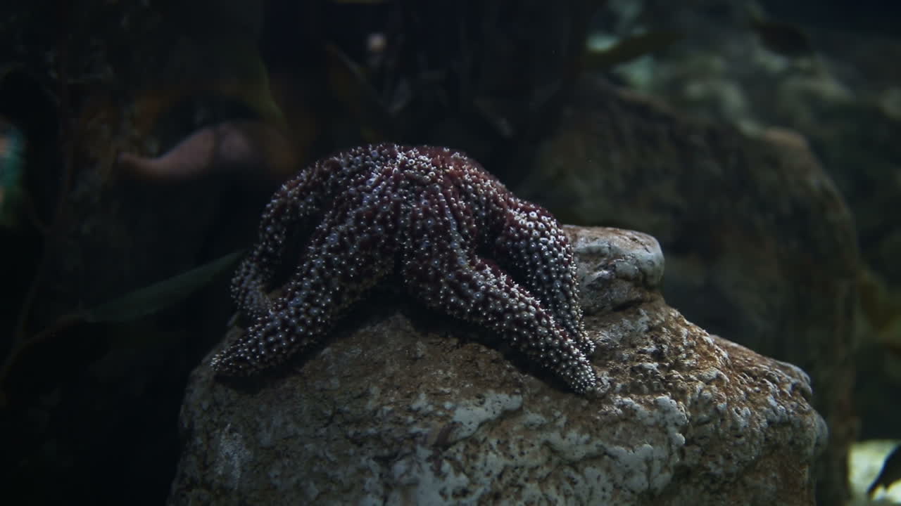 acuario de valencia 51