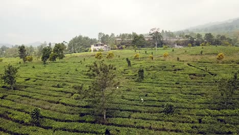 Wide-shot-of-tea-plantation-workers-on-a-misty-morning-in-Java,-Indonesia