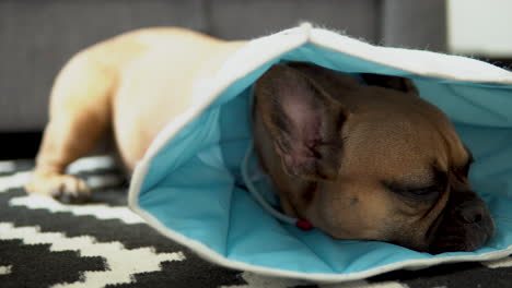 french bulldog with a protective collar lying sad on the floor