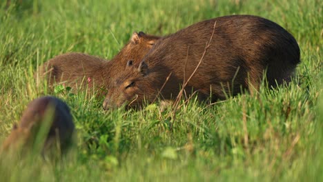 capybara family group feeding on tall green grass, ibera wetlands, argentina.