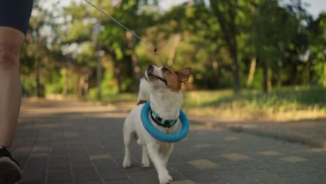 a jack russell terrier dog playing fetch in the park