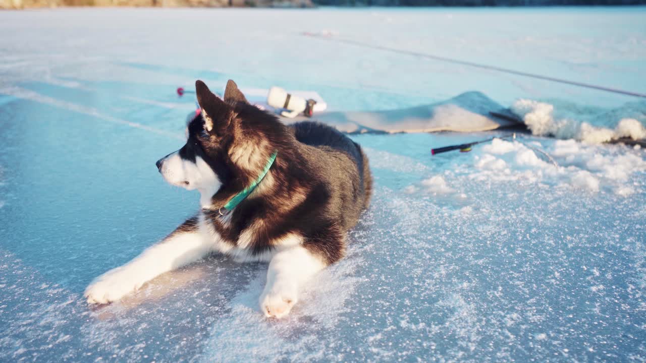 노르웨이 트론헤임의 화창한 겨울에 얼어붙은 호수에 누워 있는 사랑스러운 알래스카 말라뮤트