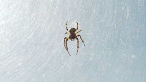 Eine-Spinne,-Die-In-Ihrem-Netz-In-Einem-Fenster-Hängt,-In-Das-Die-Sonne-Scheint