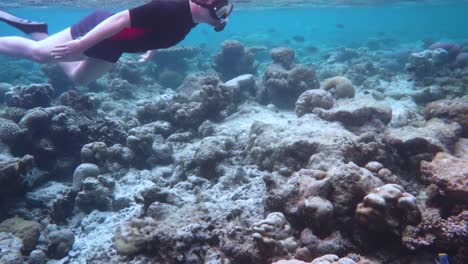 snorkeler coral reef in the maldives