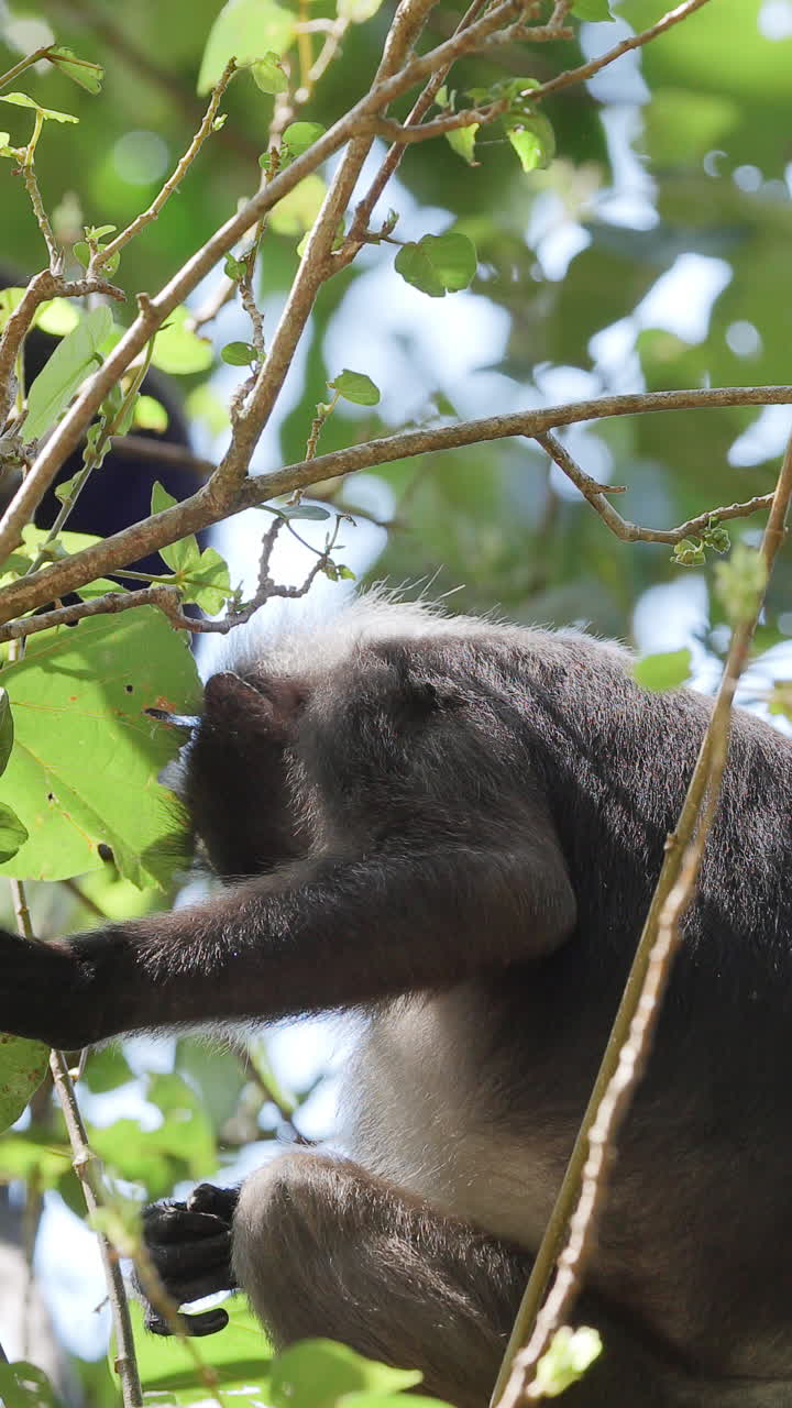 dusky leaf monkeys filmed in langkawi island, malaysia in vertical
