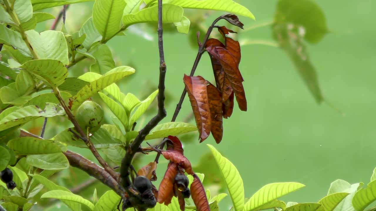 lluvia cayendo sobre el árbol de guayaba y las frutas en la jungla