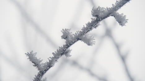 branches covered by snow in a winter forest