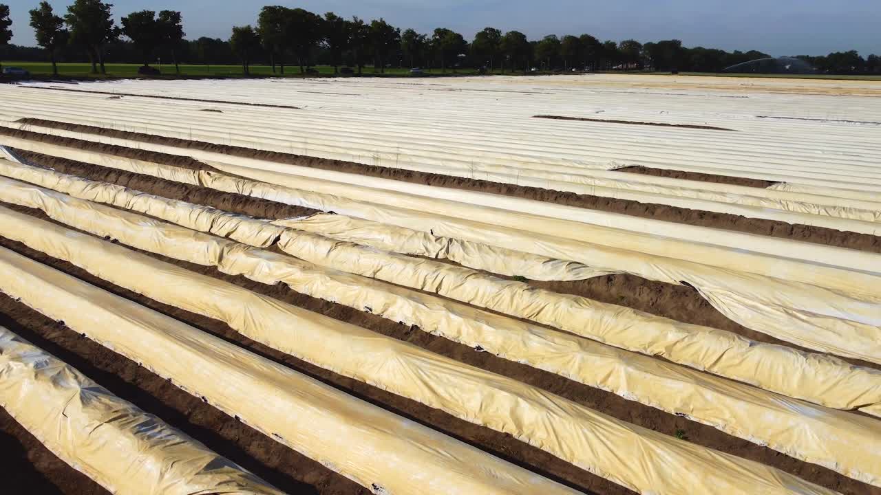 흥미로운 대칭선을 만드는 네덜란드의 큰 아스파라거스 밭의 드론 샷